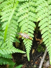 Mesostenus thoracicus