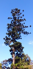 Araucaria angustifolia