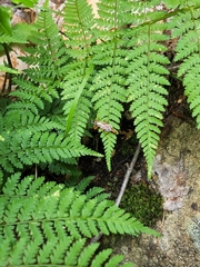 Mesostenus thoracicus