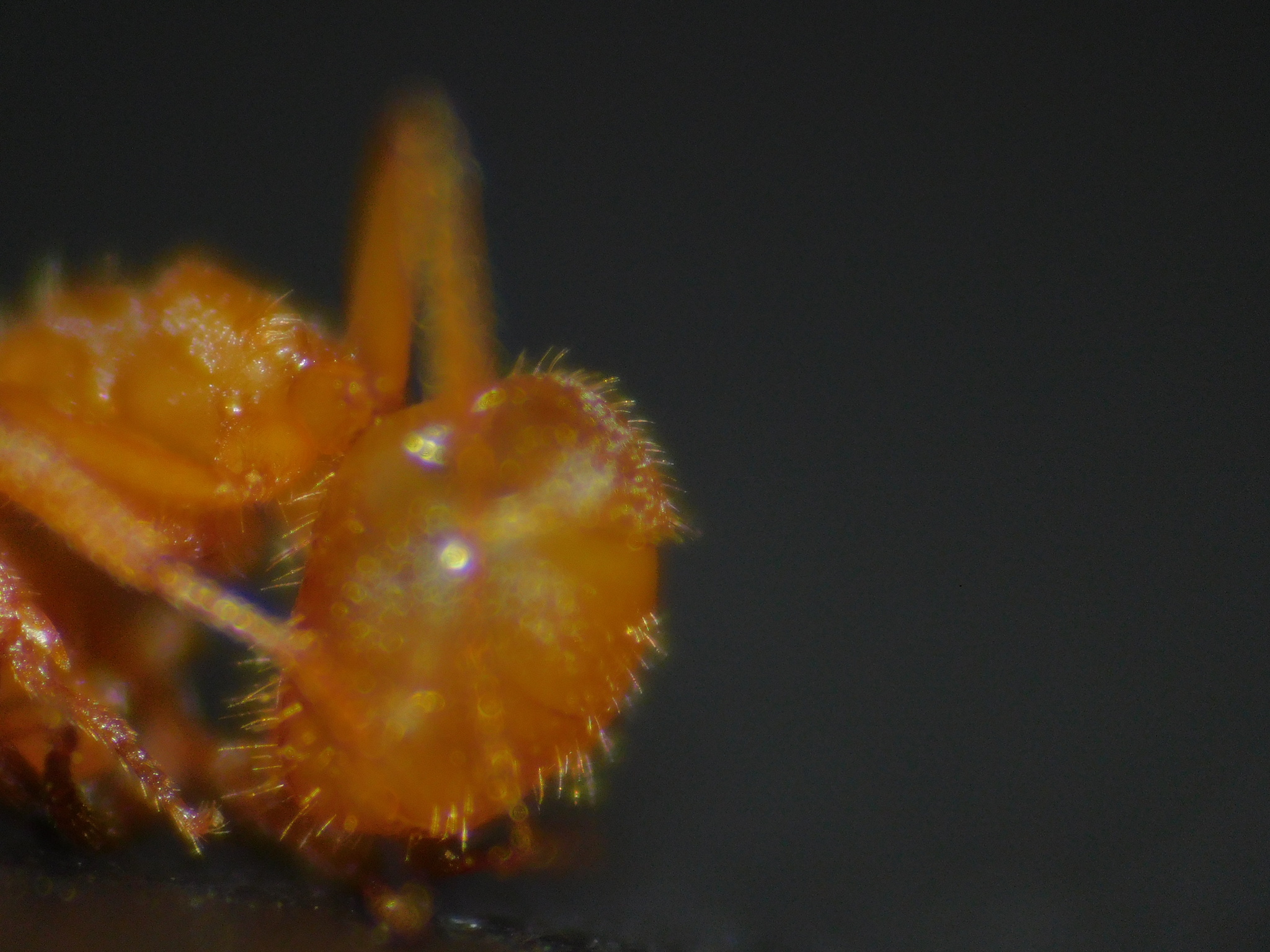 Lasius meridionalis