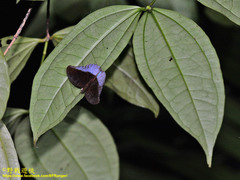 Tanaecia