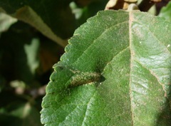 Phyllonorycter blancardella