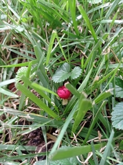 Potentilla indica