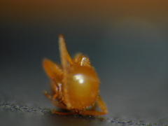 Lasius meridionalis
