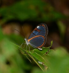 Oleria aquata