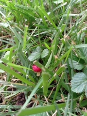 Potentilla indica