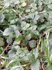 Potentilla indica