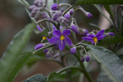 Solanum nitidum