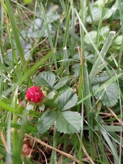 Potentilla indica