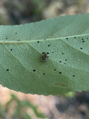 Corythucha associata