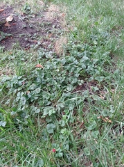Potentilla indica