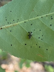Corythucha associata