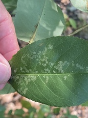 Corythucha associata