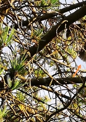 Nucifraga caryocatactes