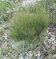 Ephedra procera