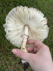 Chlorophyllum molybdites