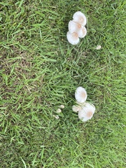 Chlorophyllum molybdites