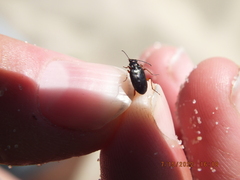 Bembidion carinula