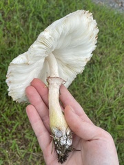 Chlorophyllum molybdites