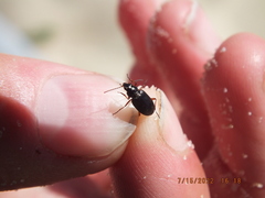 Bembidion carinula