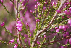 Erica nutans