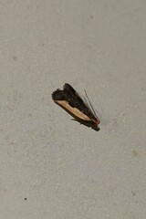 Dichomeris inserrata