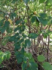 Magnoliopsida