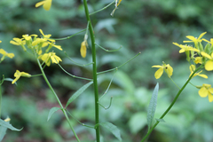 Erysimum aureum