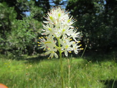 Triantha occidentalis occidentalis