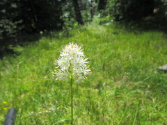 Triantha occidentalis occidentalis