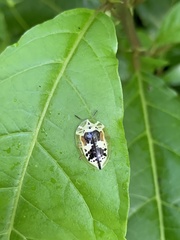 Physonota attenuata
