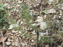 Erysimum substrigosum