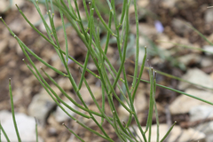 Erysimum substrigosum