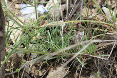 Erysimum substrigosum