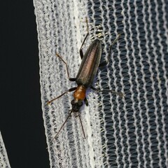 Oxycopis