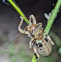 Enyaliopsis