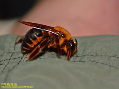 Xylocopa myops