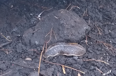 Phyllocaulis soleiformis