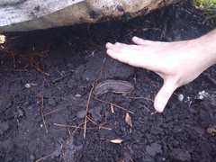 Phyllocaulis soleiformis