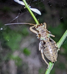 Enyaliopsis