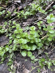 Lysimachia nummularia