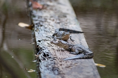 Crocodylus acutus