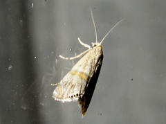 Euchromius bella