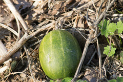 Cucurbita andreana