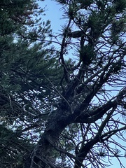 Setophaga occidentalis