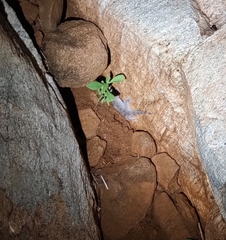 Hemidactylus giganteus