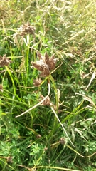 Bolboschoenus maritimus