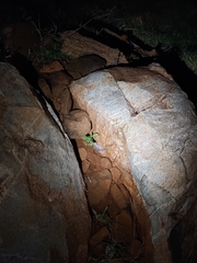 Hemidactylus giganteus