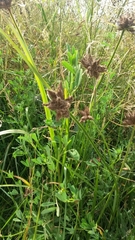 Bolboschoenus maritimus
