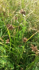 Bolboschoenus maritimus